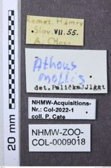 Etiketten zu Athous mollis (NHMW-ZOO-COL-0009018)